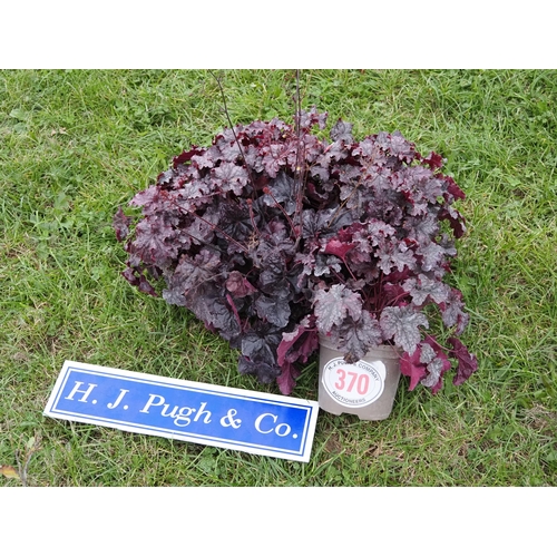 370 - Heuchera - 5