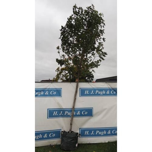 48 - Liquidambar 14ft