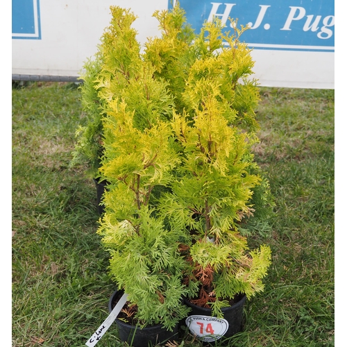 74 - Thuja - 10