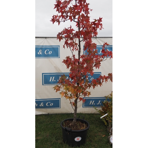 80 - Liquidambar Slender Silhouette