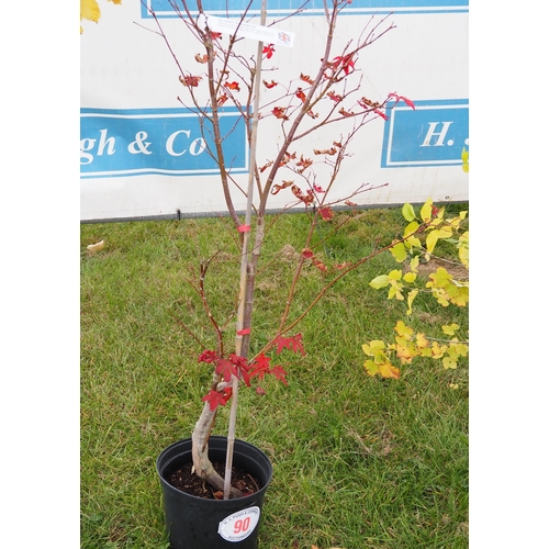 90 - Acer Palmatum