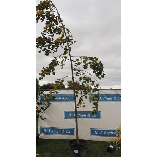 92 - Lime tree 16ft