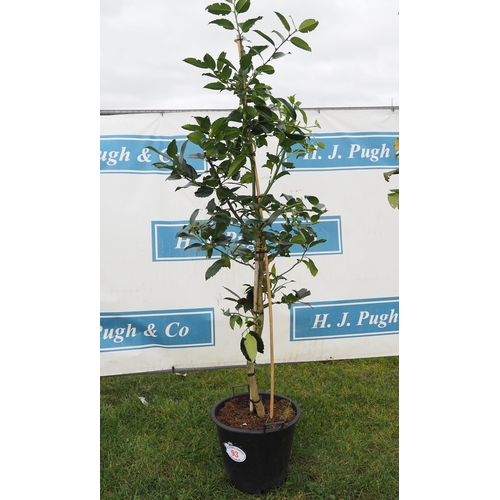 93 - Ilex 6ft