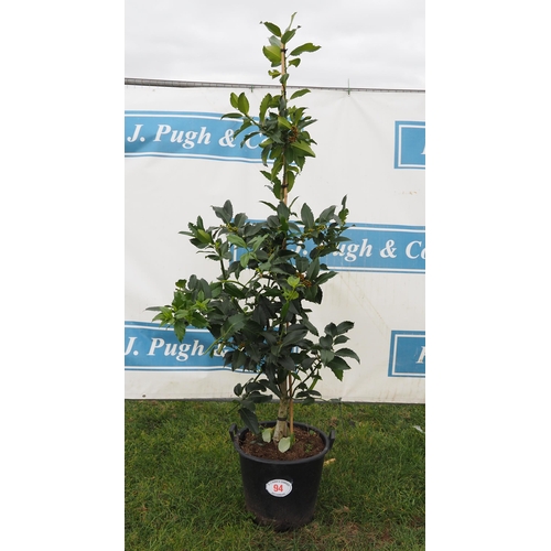 94 - Ilex 6ft