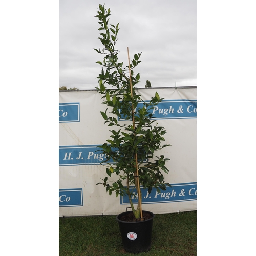 96 - Ilex 10ft