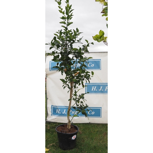 98 - Ilex 8ft