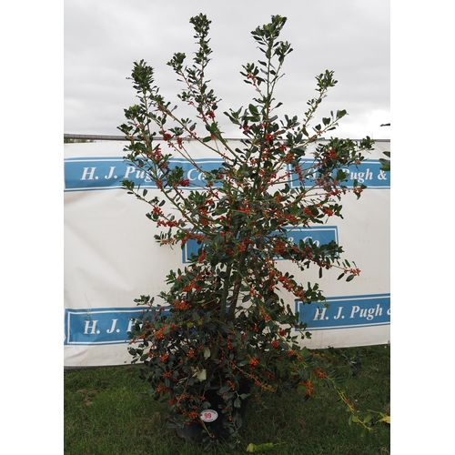 99 - Red berried holly 6ft