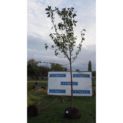 100 - Prunus rootball 13ft