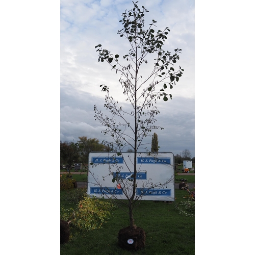 101 - Alnus rootball 12ft