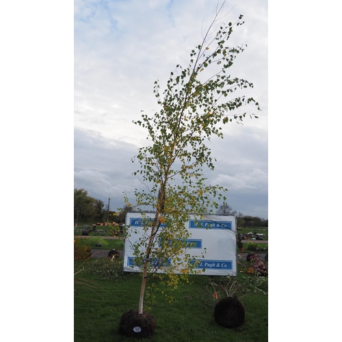 102 - Betula Pendula rootball 12ft