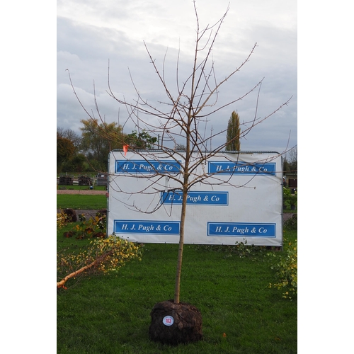 103 - Acer Campestre rootball 10ft