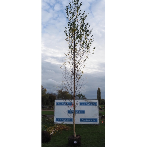 104 - Betula Pendula rootball 14ft