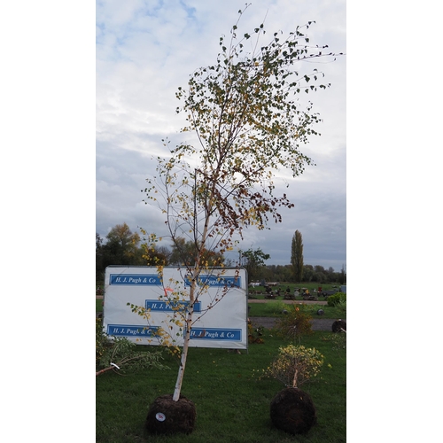 105 - Betula Pendula rootball 14ft