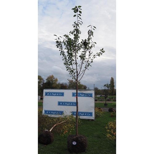 106 - Prunus rootball 10ft