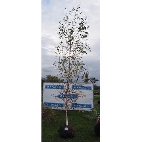 107 - Betula Pendula rootball 12ft