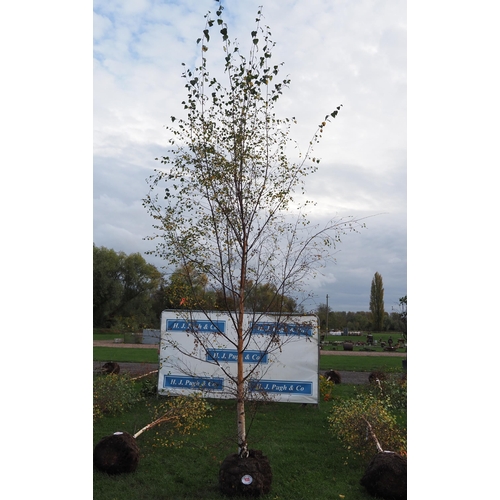 108 - Betula Pendula rootball 12ft