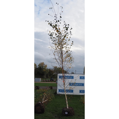 109 - Betula Pendula rootball 12ft