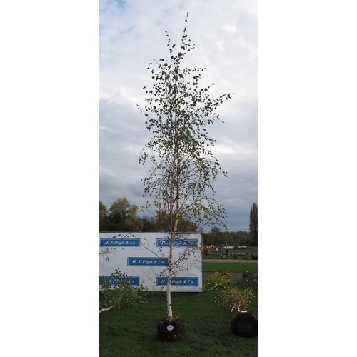 110 - Betula Pendula rootball 12ft