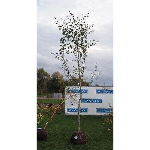 111 - Populus Tremula rootball 10ft