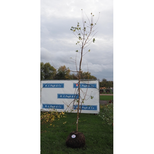 112 - Acer Campestre rootball 10ft