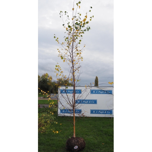 113 - Betula Pendula rootball 12ft