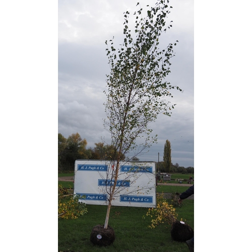 114 - Betula Pendula rootball 12ft