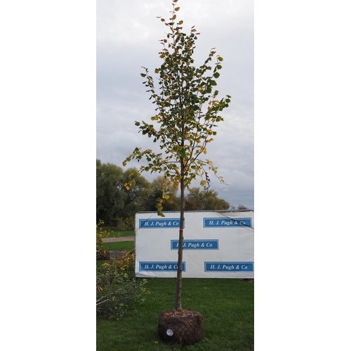 115 - Tilia rootball 12ft