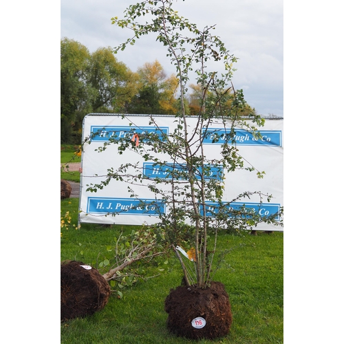 116 - Crataegus rootball 8ft