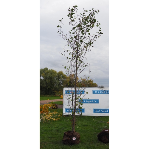 117 - Alnus rootball 12ft