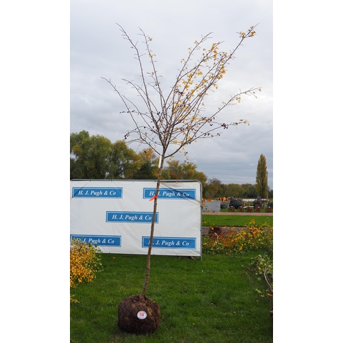 118 - Crataegus rootball 10ft