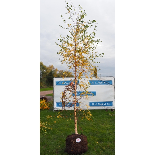 119 - Betula Pendula rootball 12ft