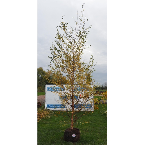 120 - Betula Pendula rootball 12ft