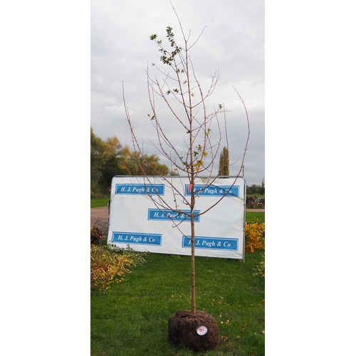 121 - Acer Campestre rootball 10ft