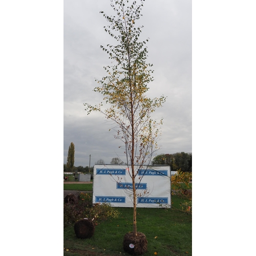 122 - Betula Pendula rootball 14ft