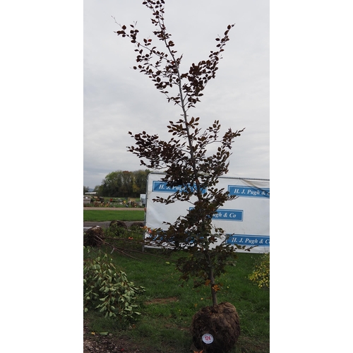 124 - Fagus rootball 12ft