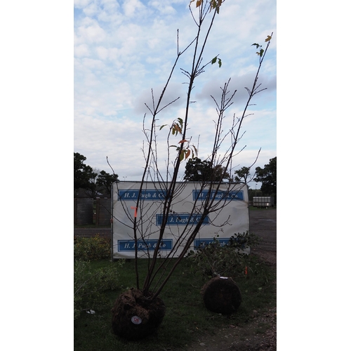 126 - Prunus rootball 12ft