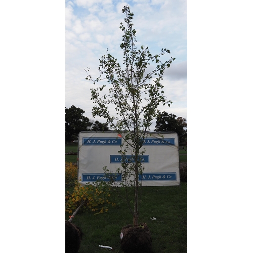 127 - Populus rootball 12ft