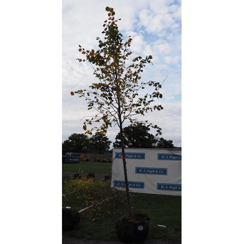 128 - Tilia rootball 12ft