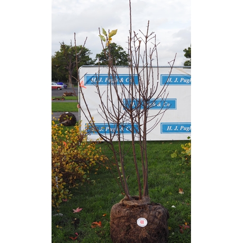 48 - Prunus rootball 8ft