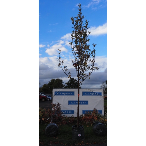 62 - Sorbus 12ft