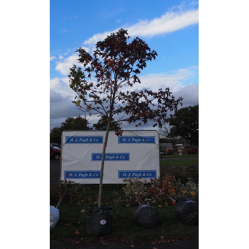 63 - Liquidambar 12ft