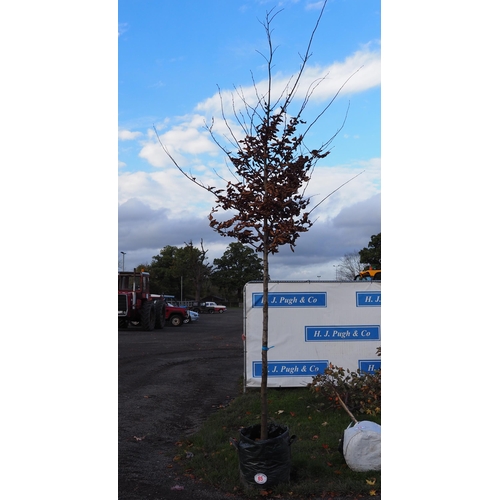 65 - Carpinus 10ft