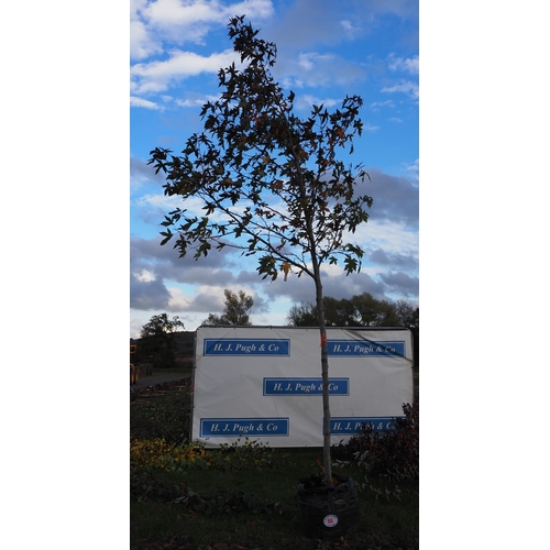 66 - Liquidambar 14ft