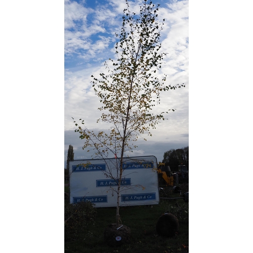 68 - Betula Pendula rootball 12ft