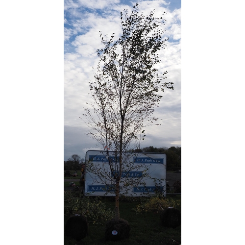 69 - Betula Pendula rootball 12ft