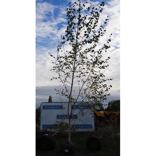 70 - Betula Pendula rootball 12ft