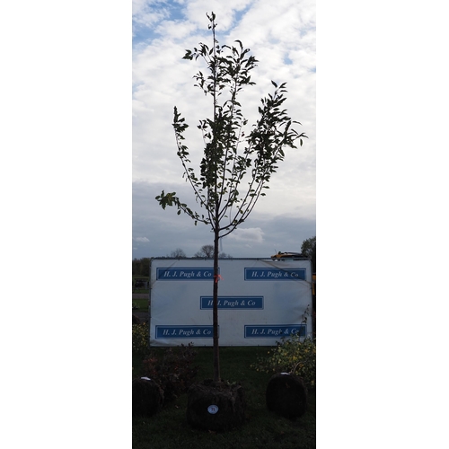 71 - Prunus rootball 12ft