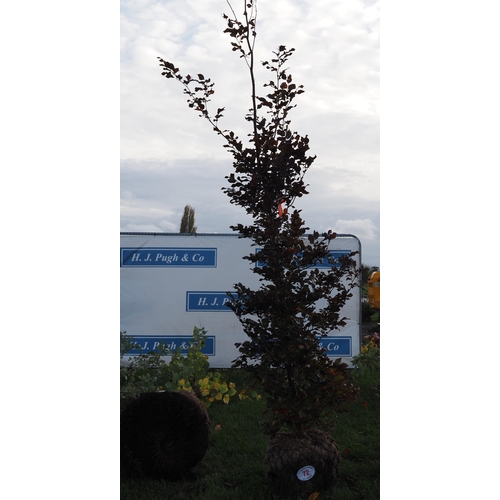 72 - Carpinus rootball 10ft