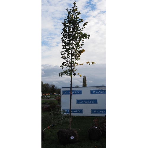 73 - Tilia rootball 12ft