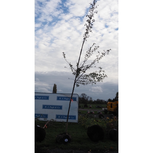 74 - Crataegus rootball 12ft